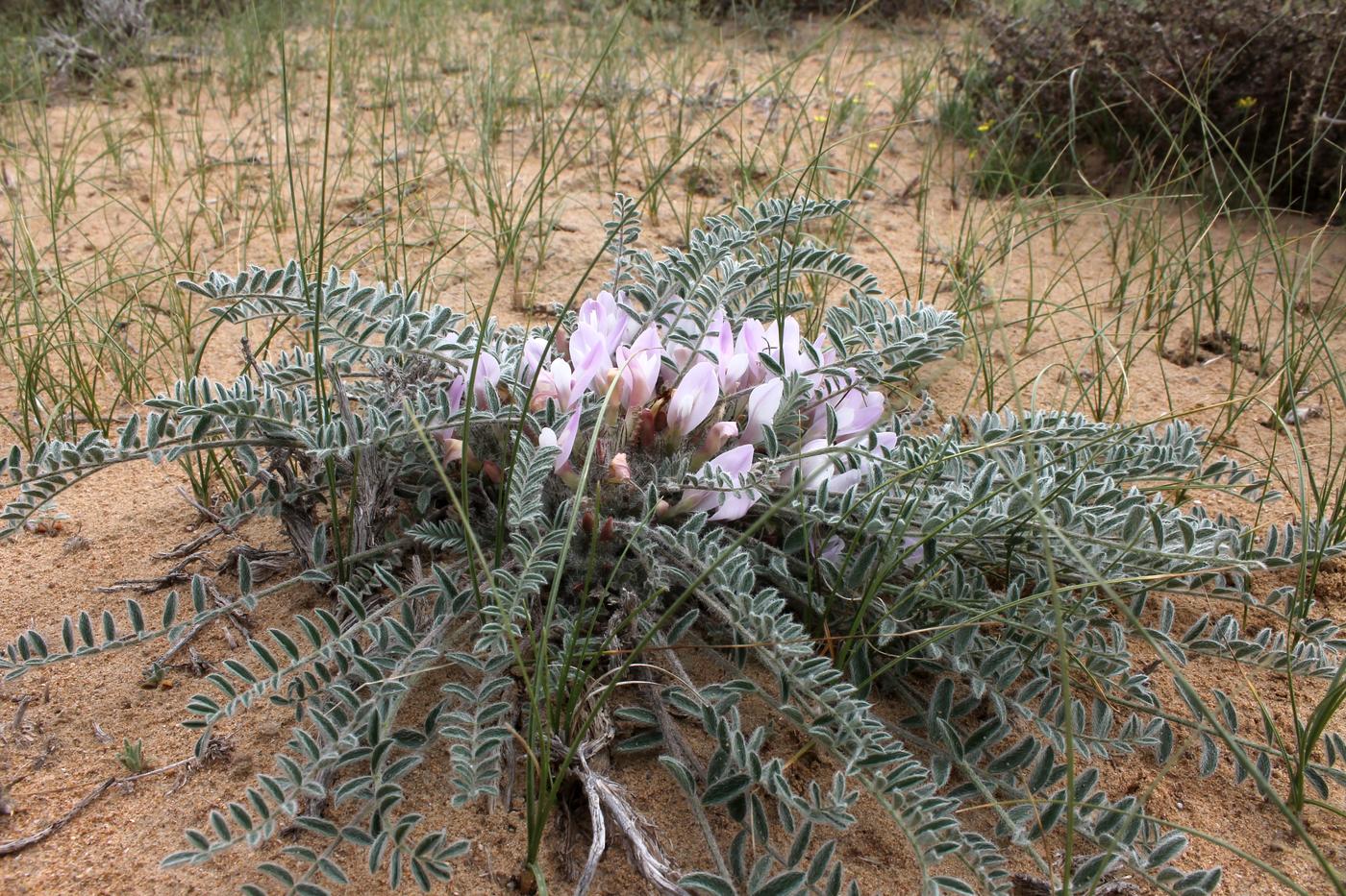 Image of Astragalus dolichophyllus specimen.