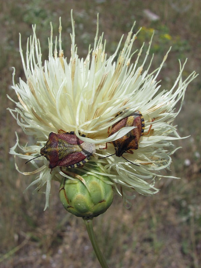 Image of Rhaponticoides taliewii specimen.