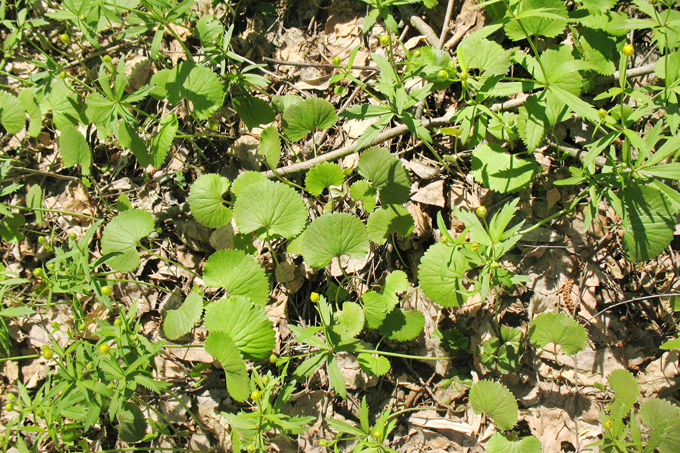 Image of Ranunculus cassubicus specimen.