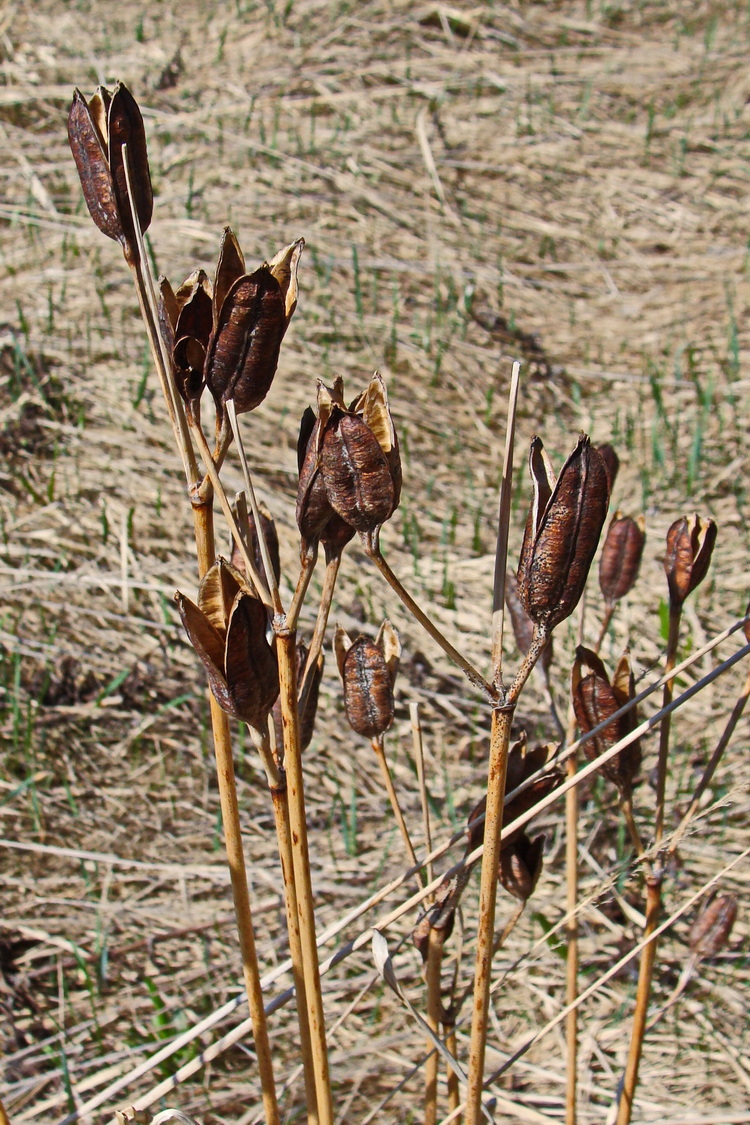 Image of Iris sanguinea specimen.