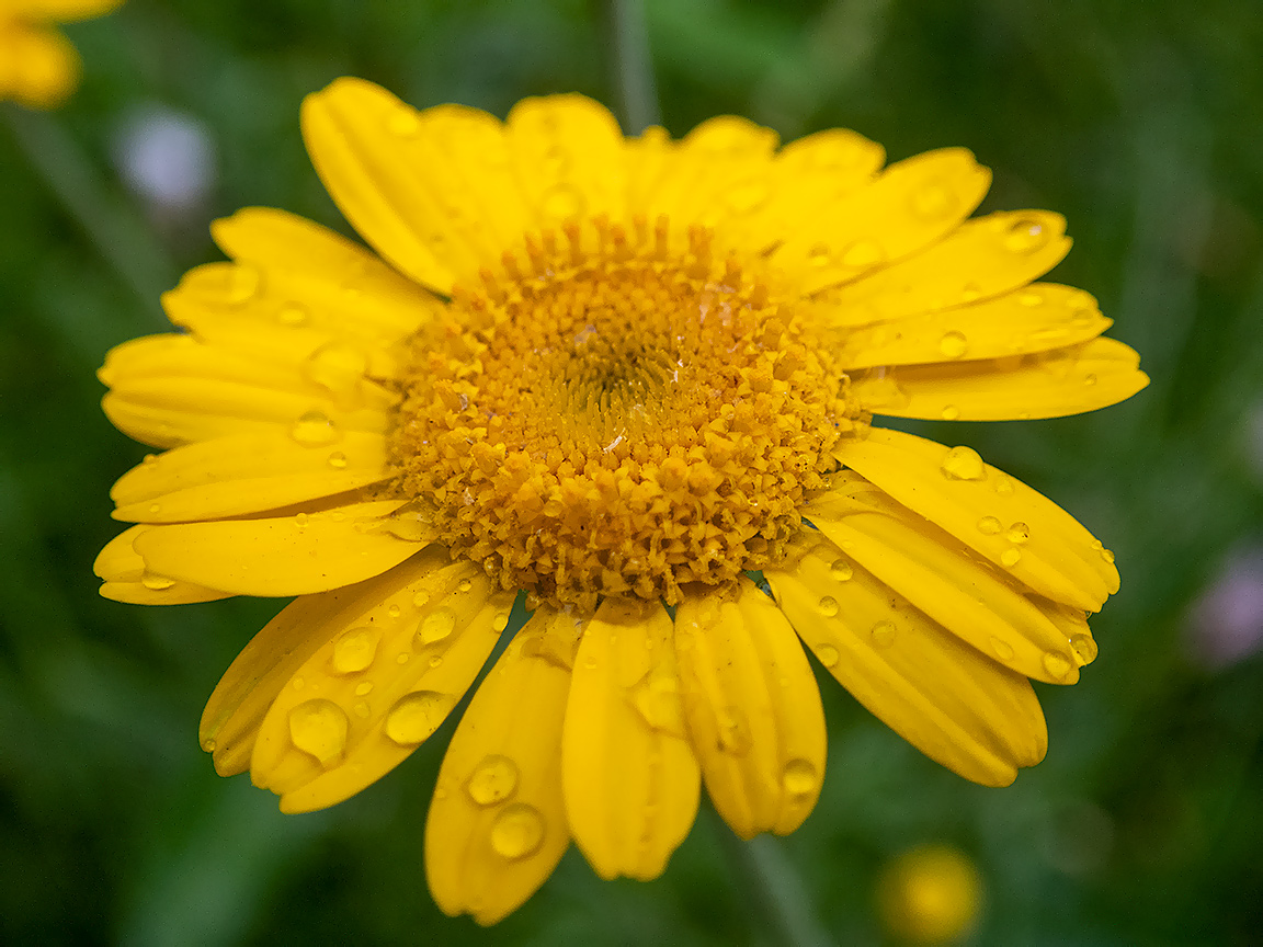 Image of Anthemis tinctoria specimen.
