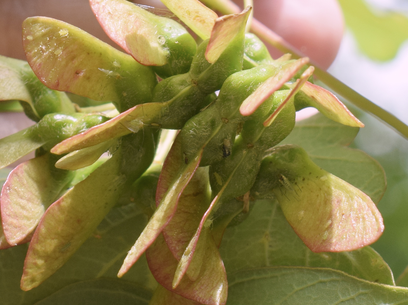 Image of Acer opalus specimen.