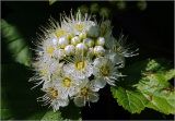 Physocarpus opulifolius