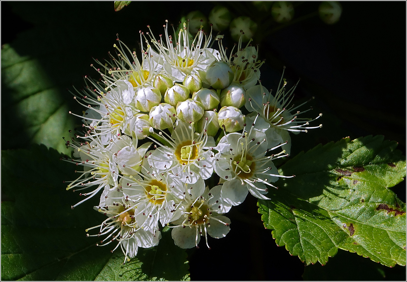Image of Physocarpus opulifolius specimen.