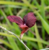 Macroptilium lathyroides