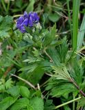 Aconitum maximum