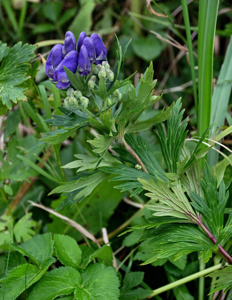 Image of Aconitum maximum specimen.