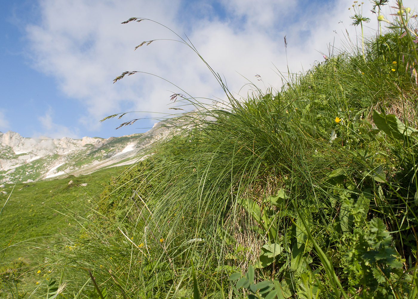Изображение особи Festuca woronowii.