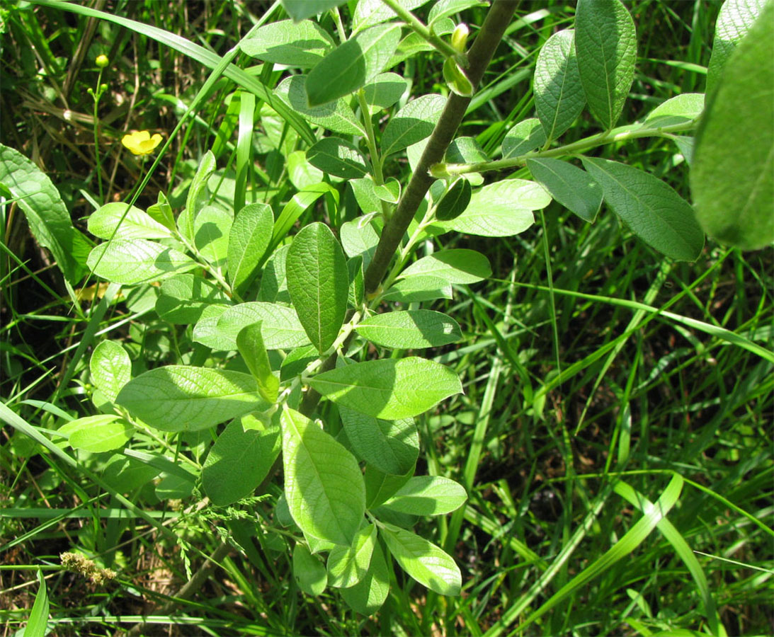 Image of Salix &times; multinervis specimen.