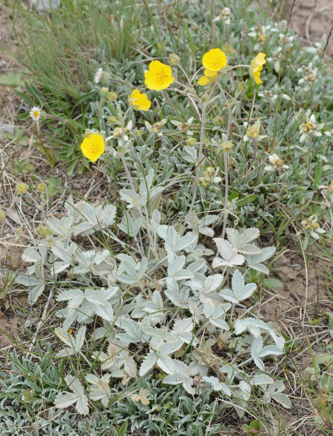 Изображение особи Potentilla nivea.