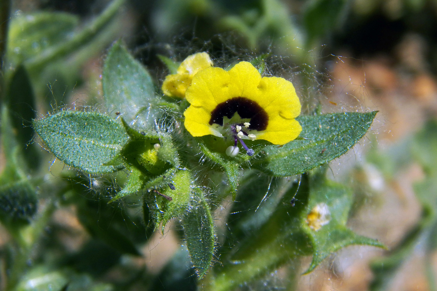 Изображение особи Hyoscyamus pusillus.