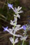 Perovskia scrophulariifolia