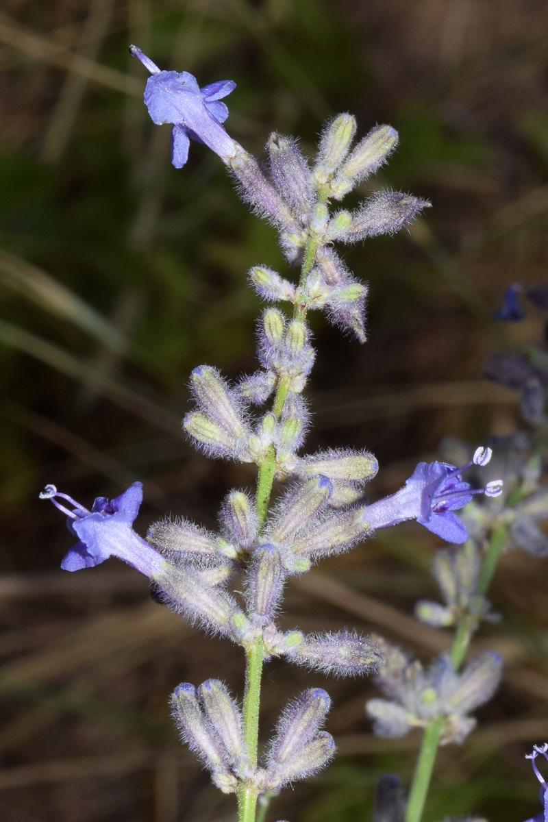 Image of Perovskia scrophulariifolia specimen.