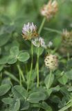 Trifolium bonannii