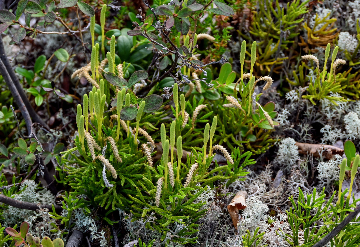 Image of Diphasiastrum complanatum specimen.