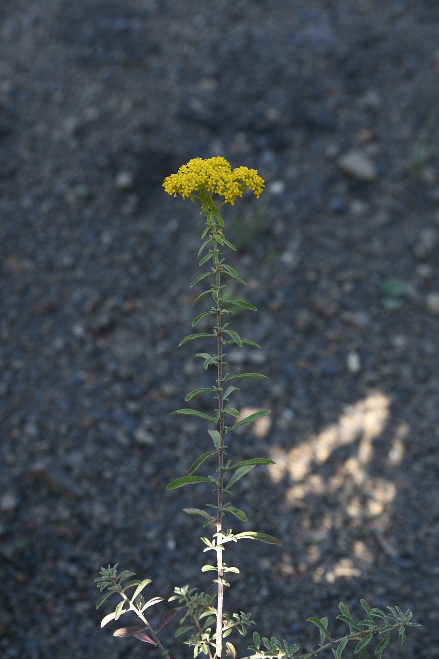 Изображение особи Odontarrhena muralis.