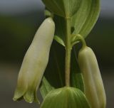 Polygonatum humile. Часть побега с цветком. Приморский край, Лазовский р-н, окр. с. Валентин, бухта Ежовая, прибрежная песчаная дюна. 28.05.2023.