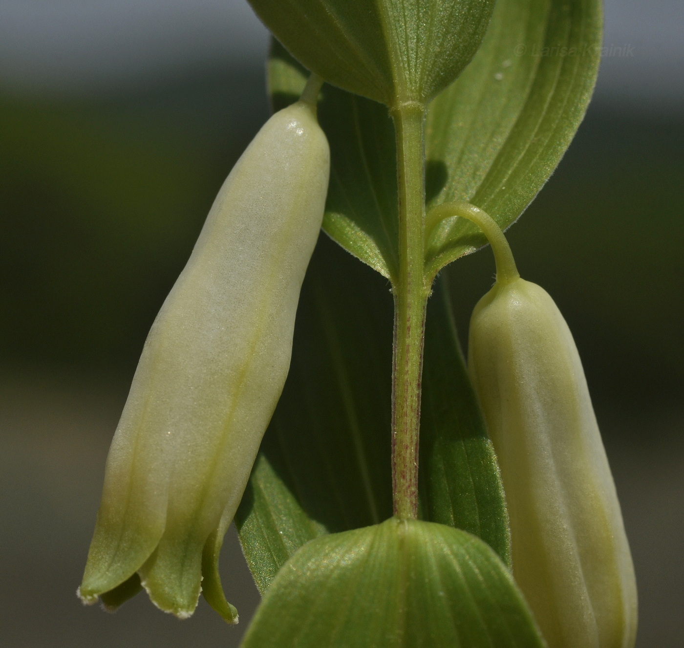 Изображение особи Polygonatum humile.