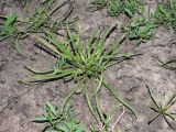 Plantago tenuiflora. Бутонизирующие растения. Ульяновская обл., Новомалыклинский р-н, долина р. Бол. Авраль, остепнённый луг, вытоптанный скотом засолённый участок. 13.05.2023.