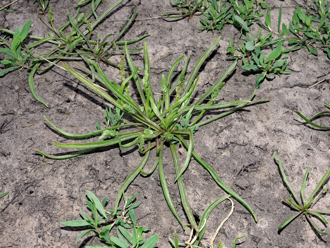 Image of Plantago tenuiflora specimen.