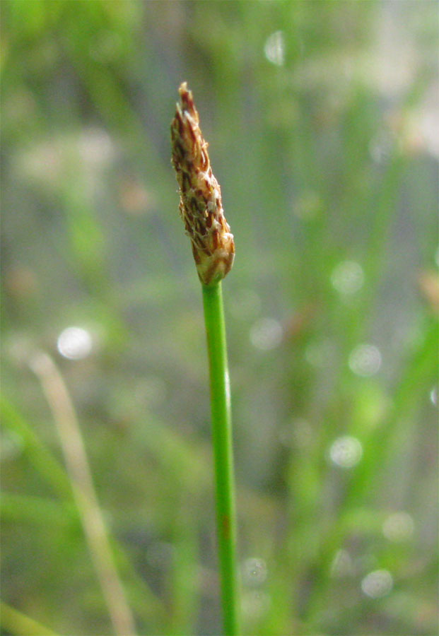 Изображение особи Eleocharis mamillata.