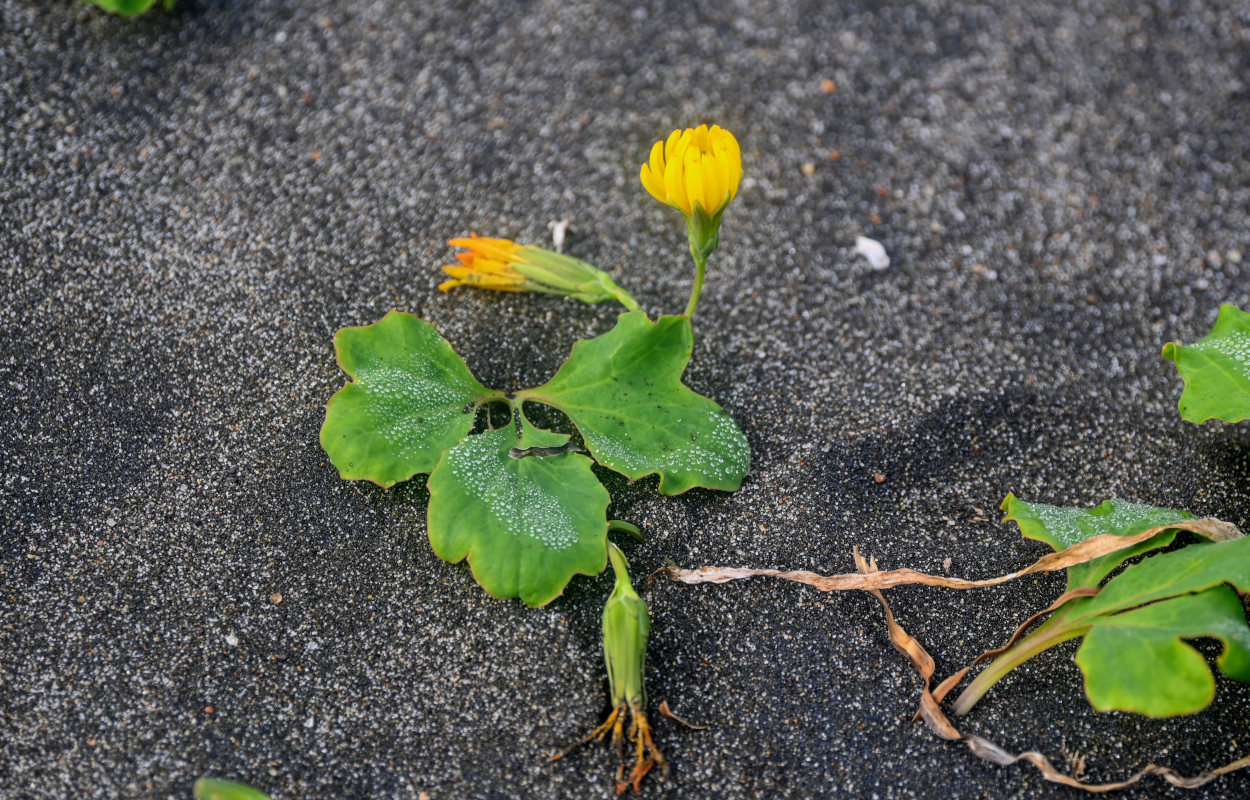 Изображение особи Chorisis repens.