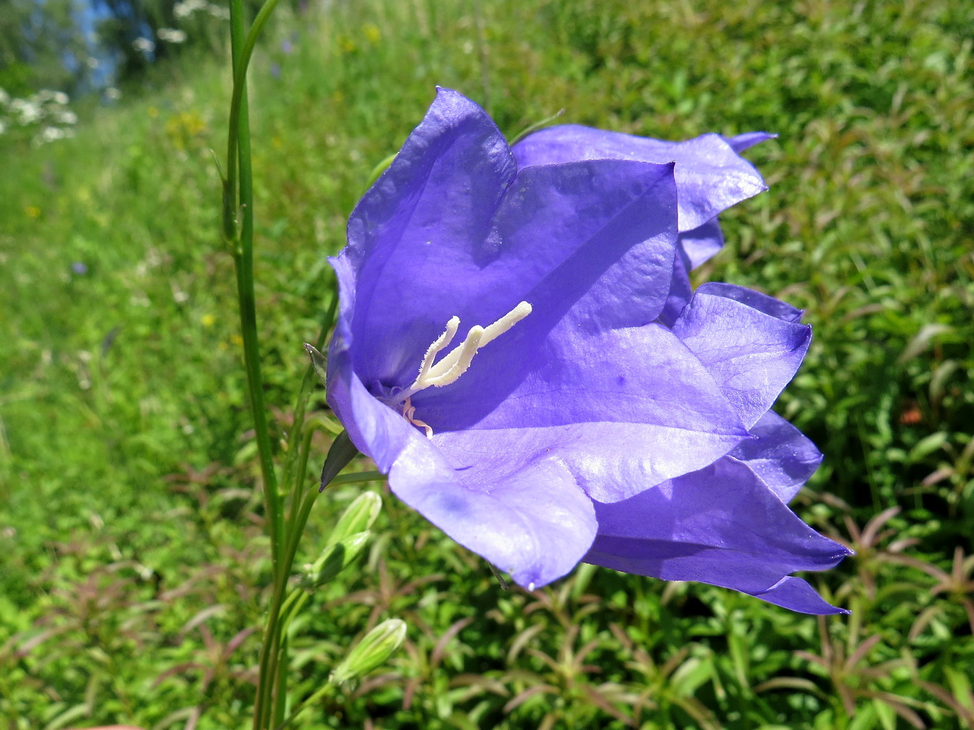 Изображение особи Campanula persicifolia.