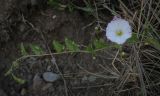 Convolvulus arvensis. Верхушка цветущего побега. Пермский край, г. Пермь, Ленинский р-н, станция Блочная, разнотравный луг. 18.06.2023.