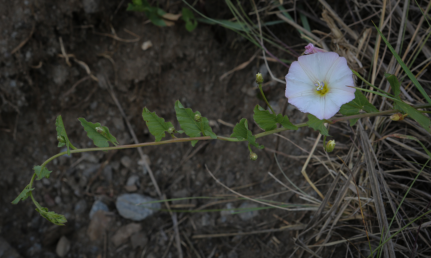 Image of Convolvulus arvensis specimen.