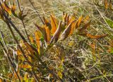 Rhaponticoides ruthenica