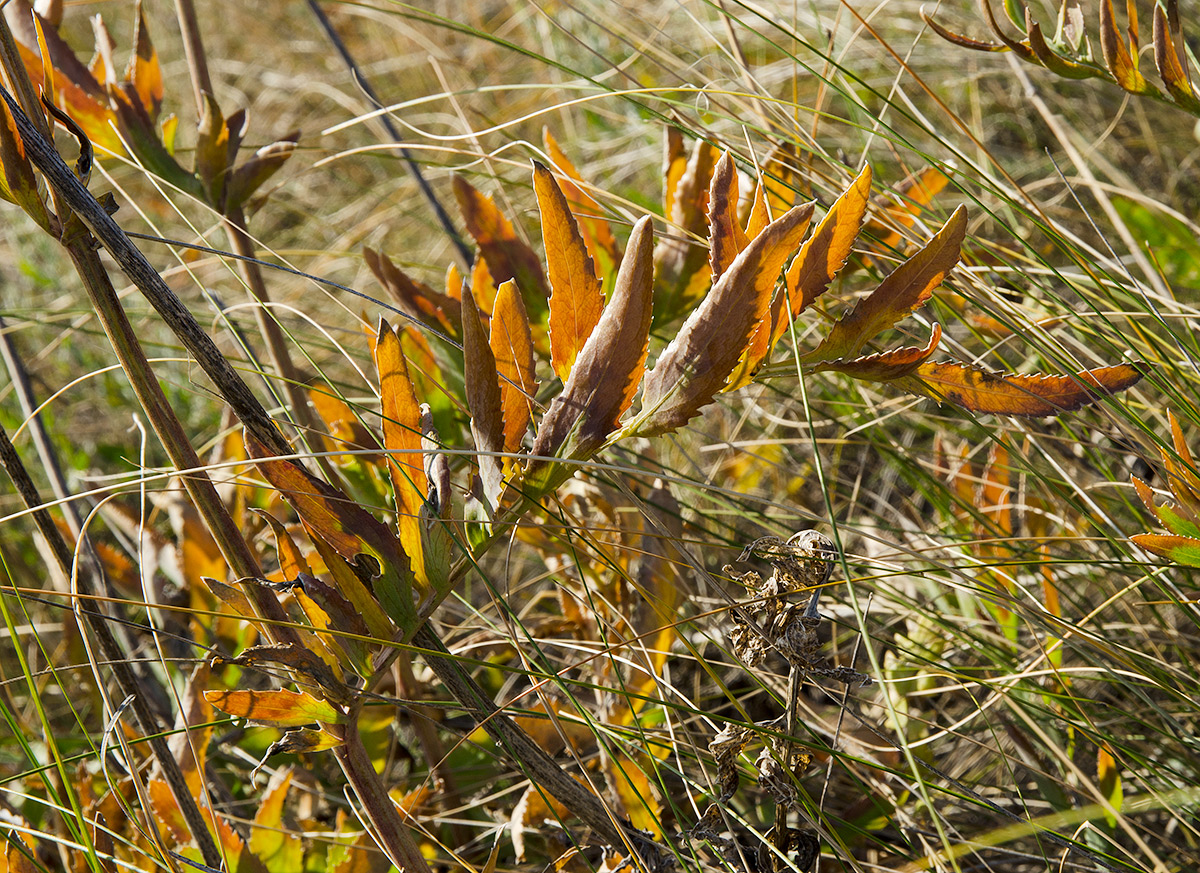 Изображение особи Rhaponticoides ruthenica.