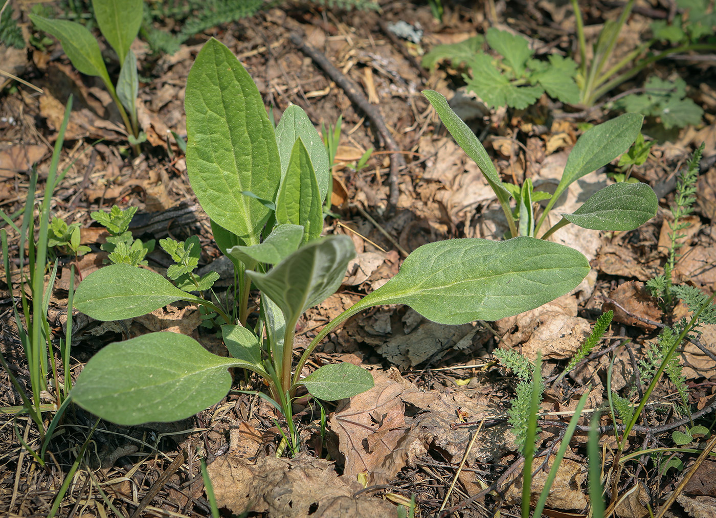 Image of Cynoglossum officinale specimen.