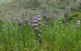 Phlomoides tuberosa. Цветущие растения. Армения, обл. Гегаркуник, берег оз. Севан, гора Артаниш, ≈ 2200 м н.у.м., луговой склон. 23.06.2022.