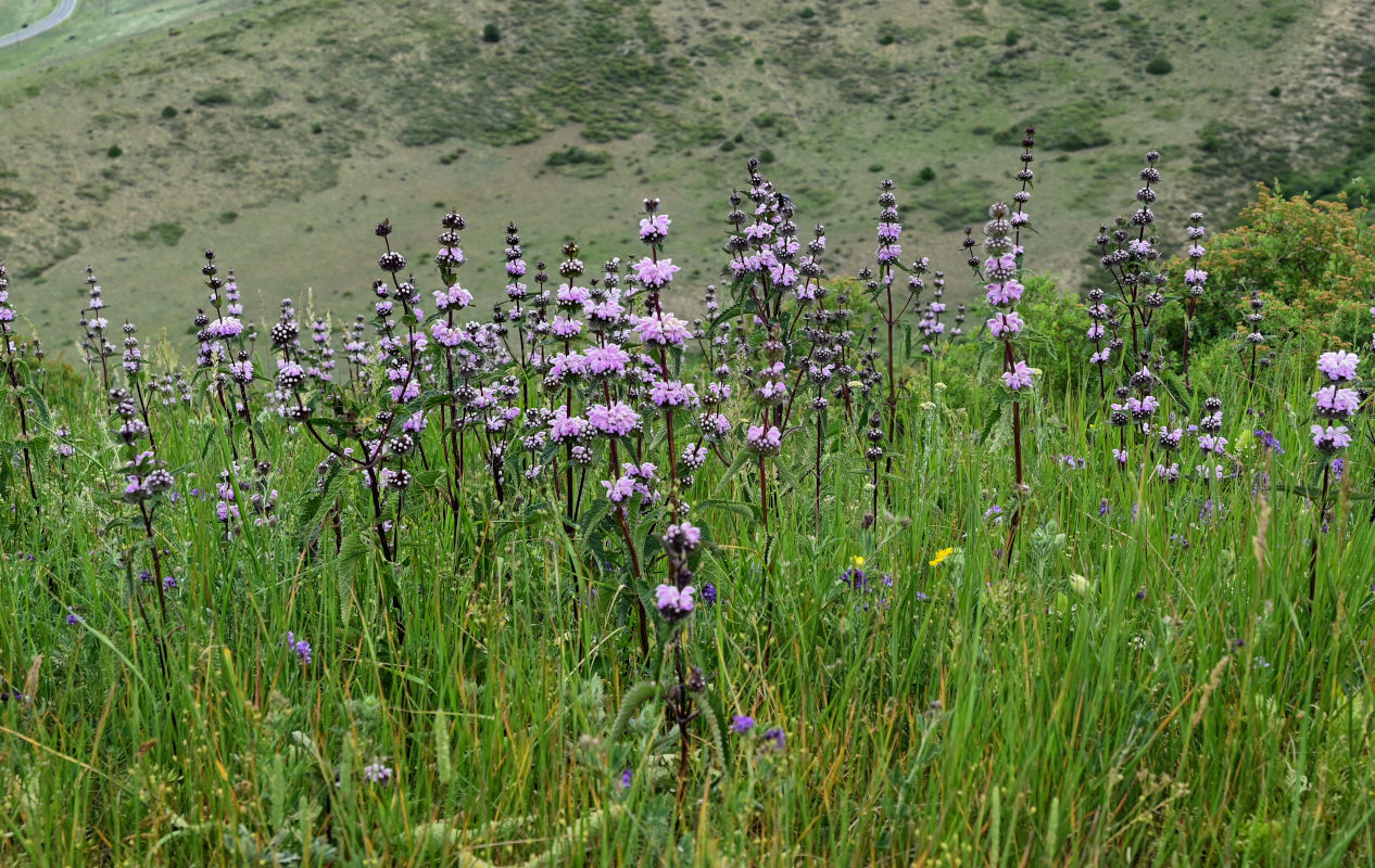 Image of Phlomoides tuberosa specimen.