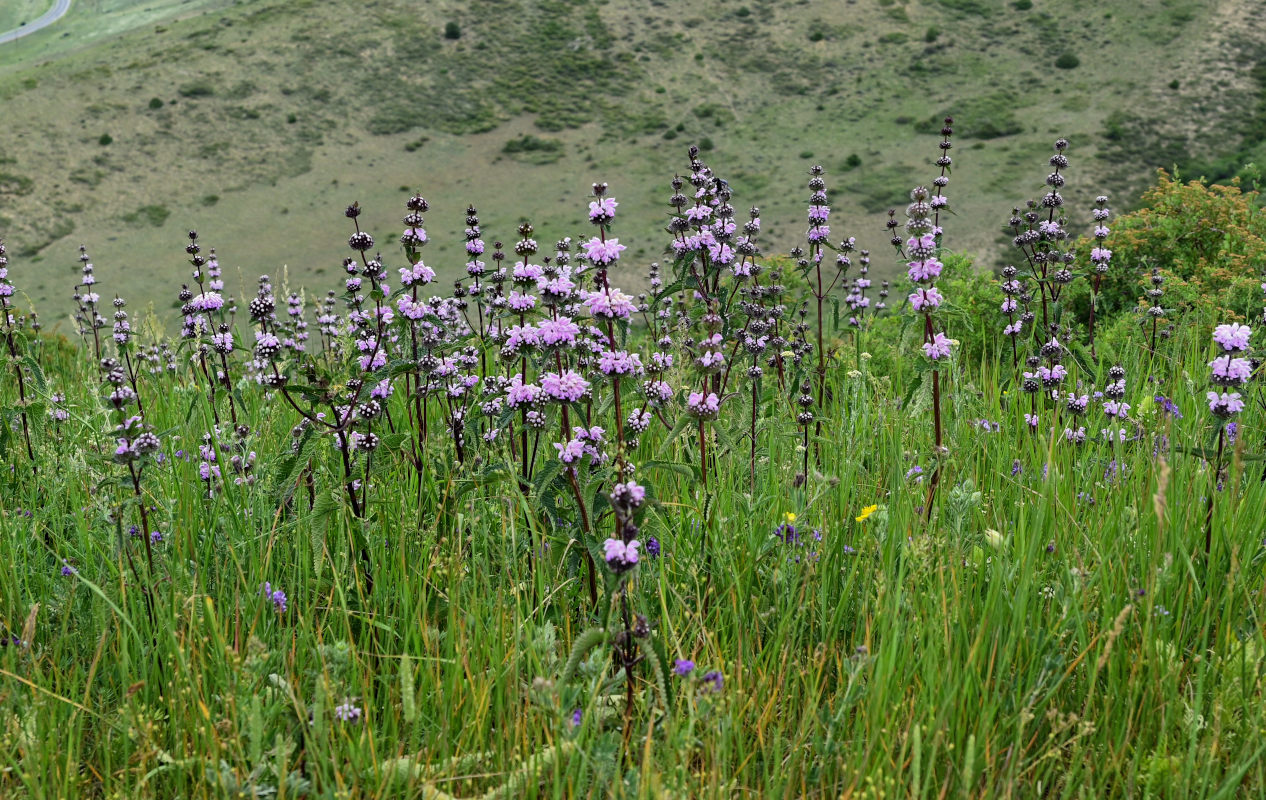 Изображение особи Phlomoides tuberosa.