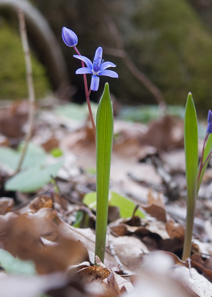 Изображение особи Scilla bifolia.