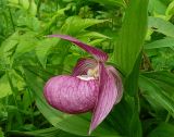 Cypripedium macranthos