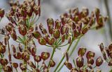 Heracleum grandiflorum. Часть соплодия. Чечня, Веденский р-н, берег оз. Кезенойам, ≈ 1800 м н.у.м., каменистый участок берега. 25.07.2022.