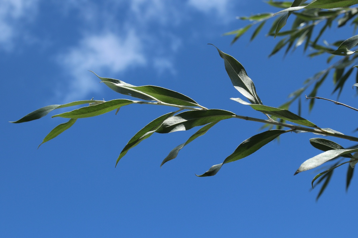 Изображение особи Salix alba.