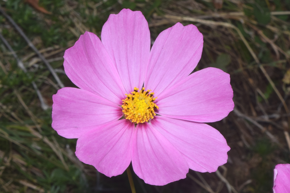 Image of Cosmos bipinnatus specimen.