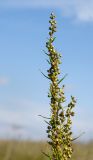 Artemisia dracunculus