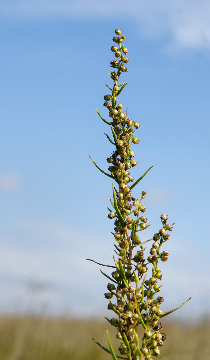 Image of Artemisia dracunculus specimen.