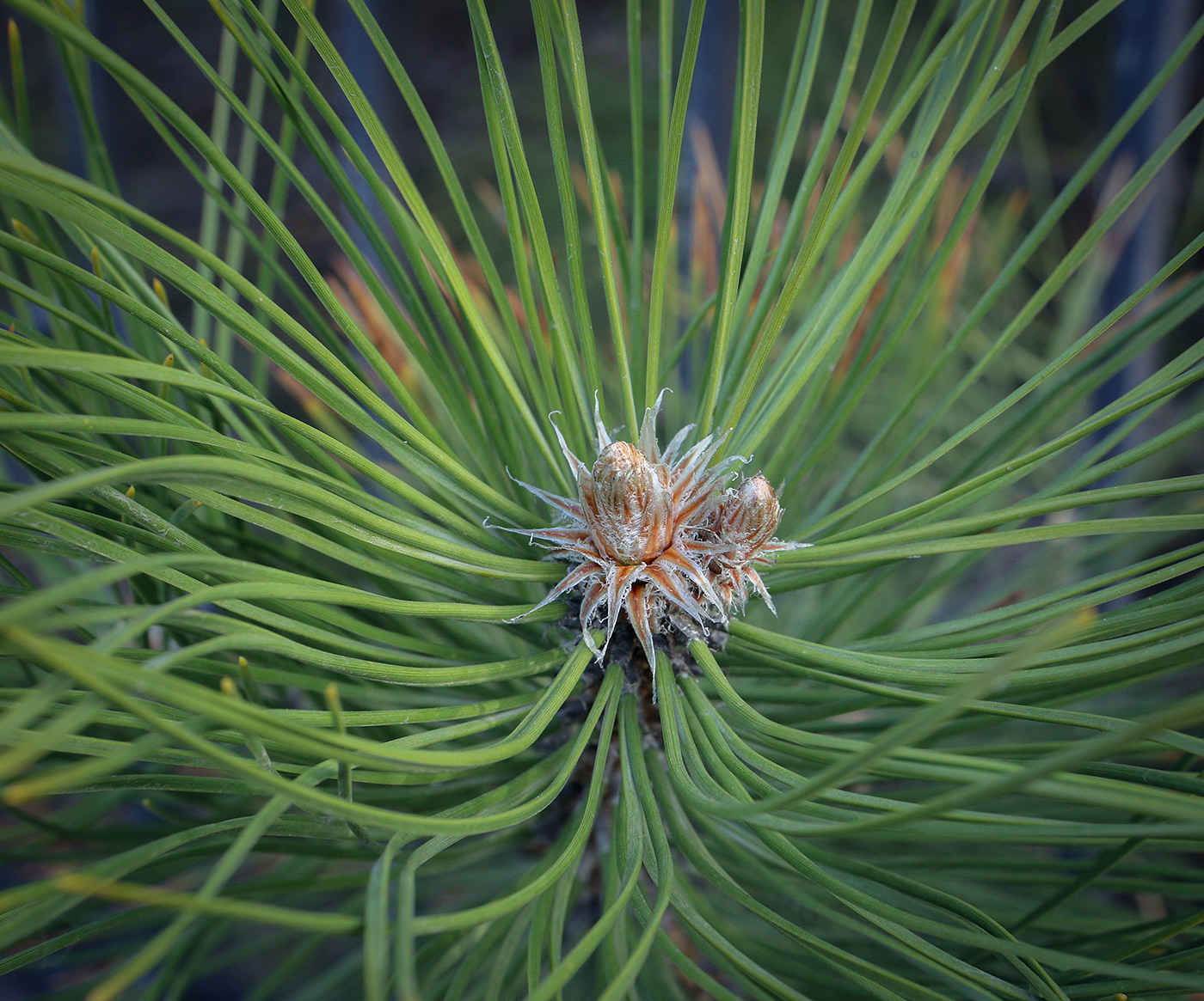 Изображение особи род Pinus.