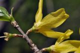 Forsythia ovata. Верхушка побега с цветком (вид со стороны чашечки). Приморский край, Уссурийский ГО, Горнотаёжный дендрарий ДВО РАН. 04.05.2024.