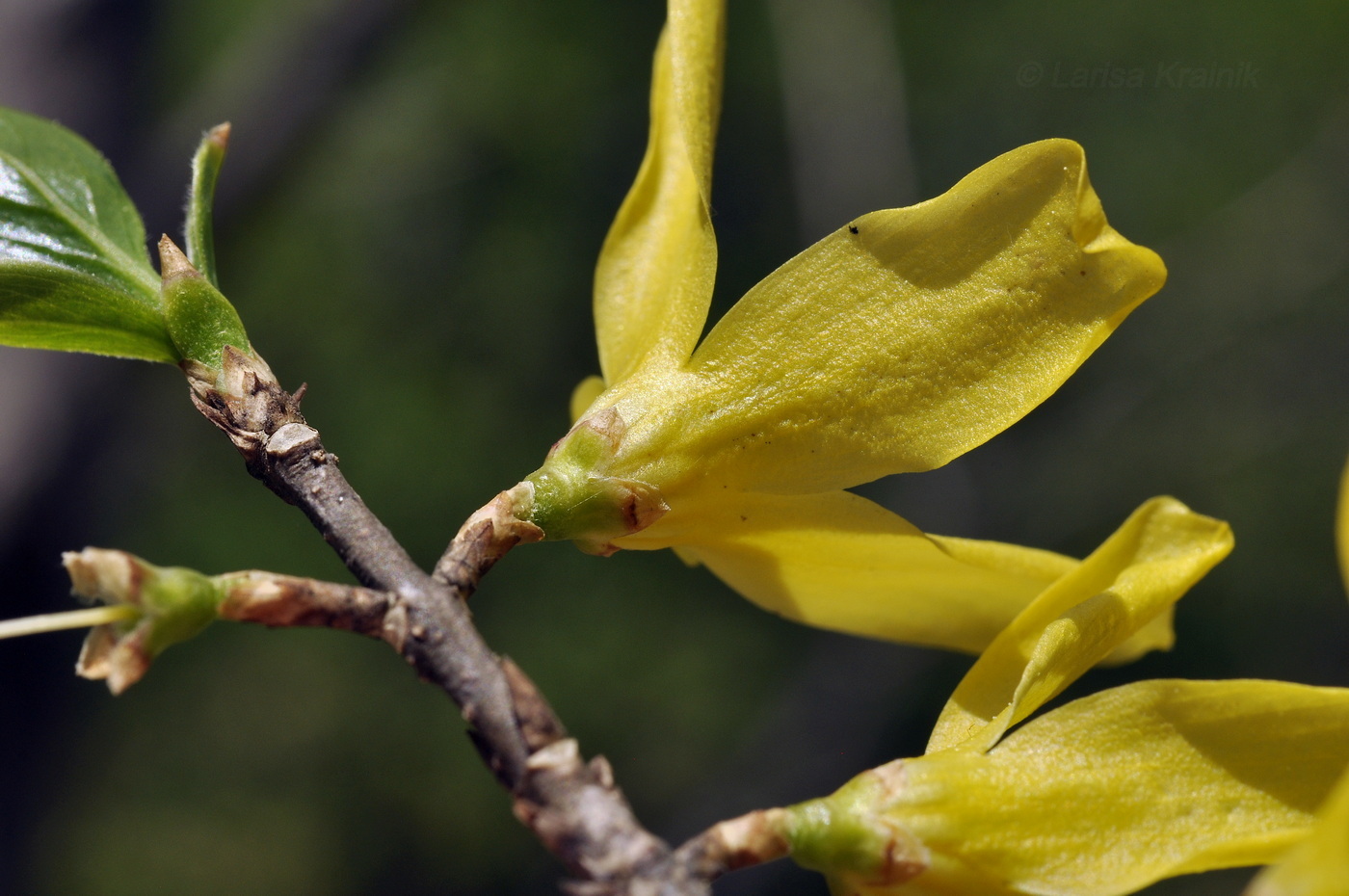 Изображение особи Forsythia ovata.