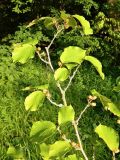 genus Hamamelis