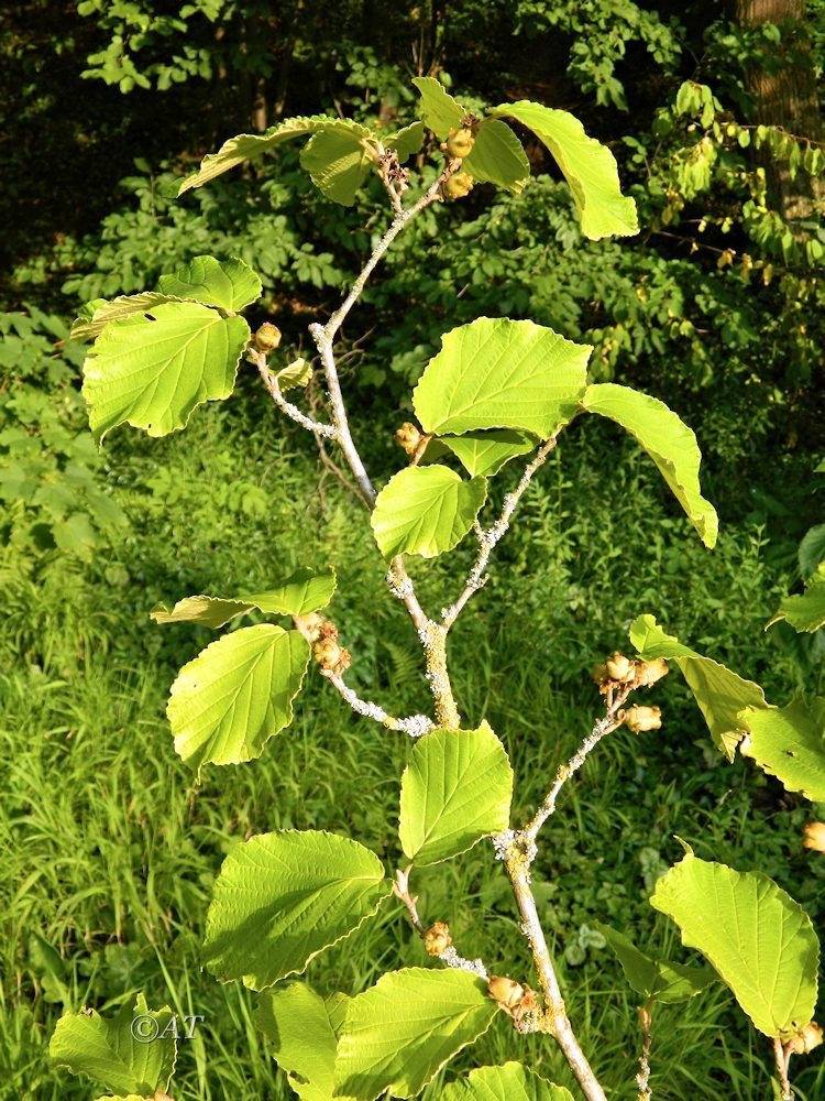 Изображение особи род Hamamelis.