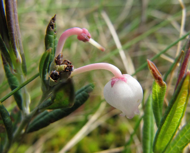 Изображение особи Andromeda polifolia.