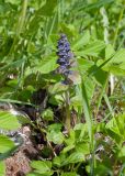 Ajuga reptans