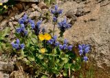 Dracocephalum grandiflorum